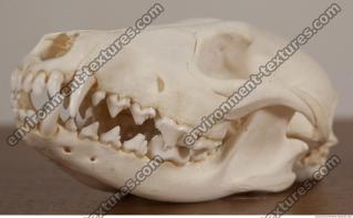 photo reference of skull 0027